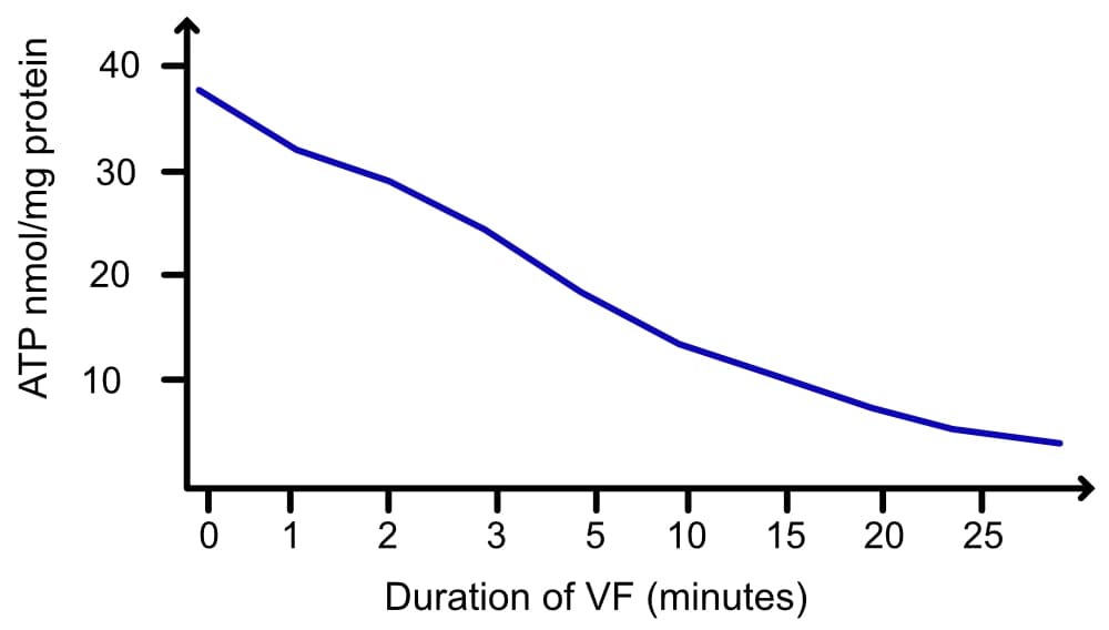 ATP concentration in myocardium during induced ventricular fibrillation (VF).