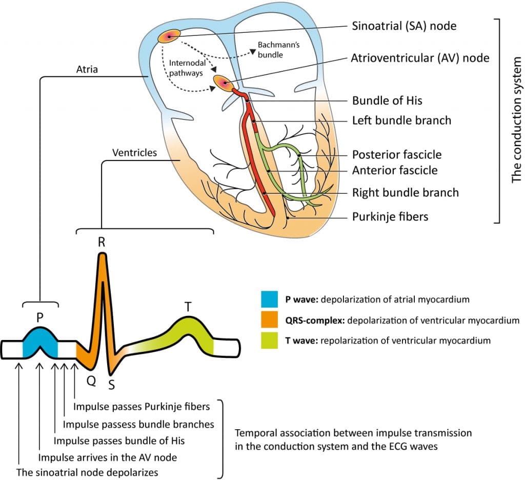 The electrical conduction system.