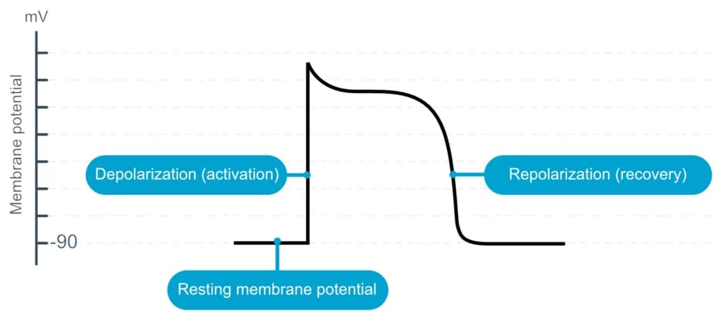 Figure 3. The action potential of contractile cells. Inactive (resting) myocardial cells have a resting membrane potential of -90 mV. Upon stimulation, the cell depolarizes and a rapid increase in the membrane potential is noted. The cell returns to its resting state by repolarizing. These concepts are discussed in detail in the next article.