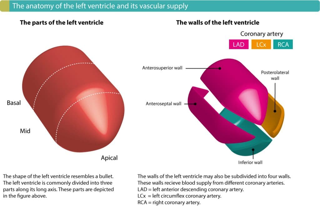 Walls of the left ventricle and coronary artery supply.