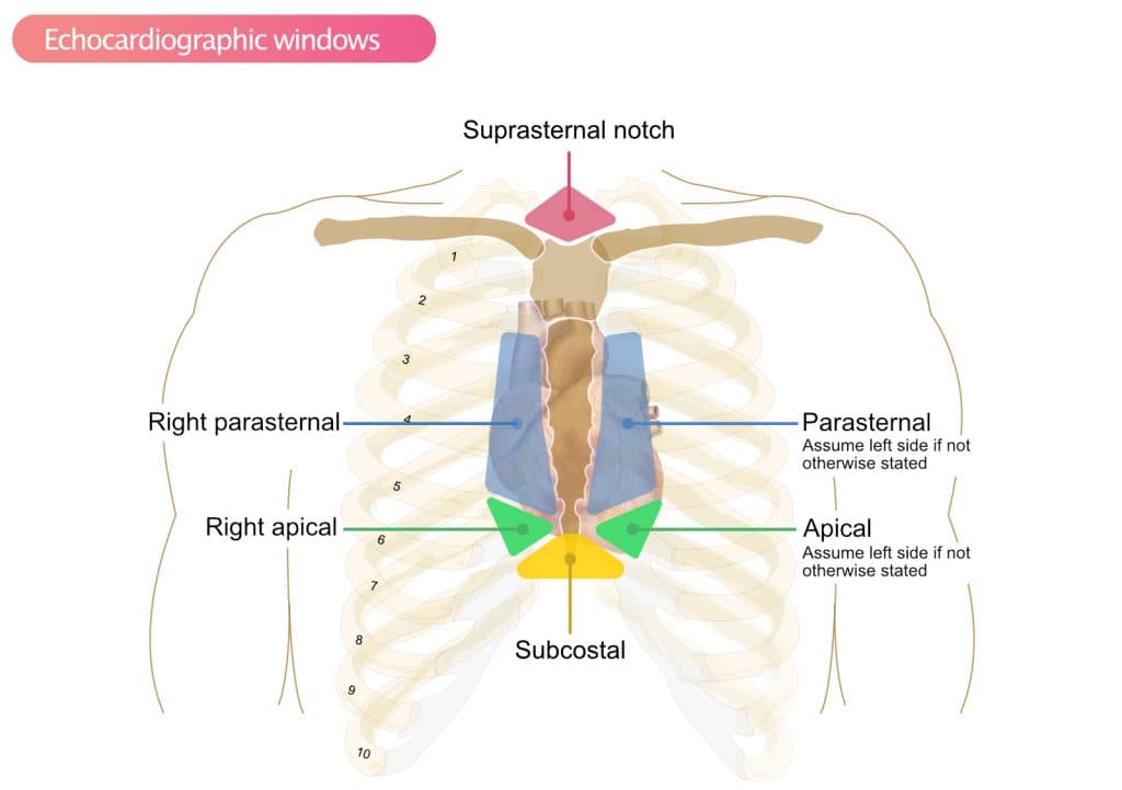 Figure 1. Echocardiographic windows to obtain images.