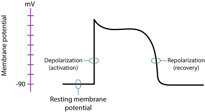 The cardiac action potential