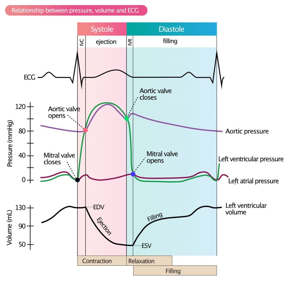 Figure 2. Left ventricular pressure-volume relationship and ECG waveforms during systole and diastole.